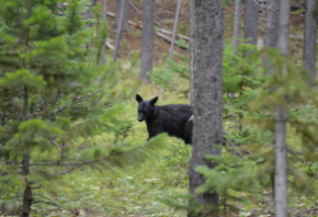 The Pryors are home to an incredible diversity of species, including black bears (Emily Cleveland)