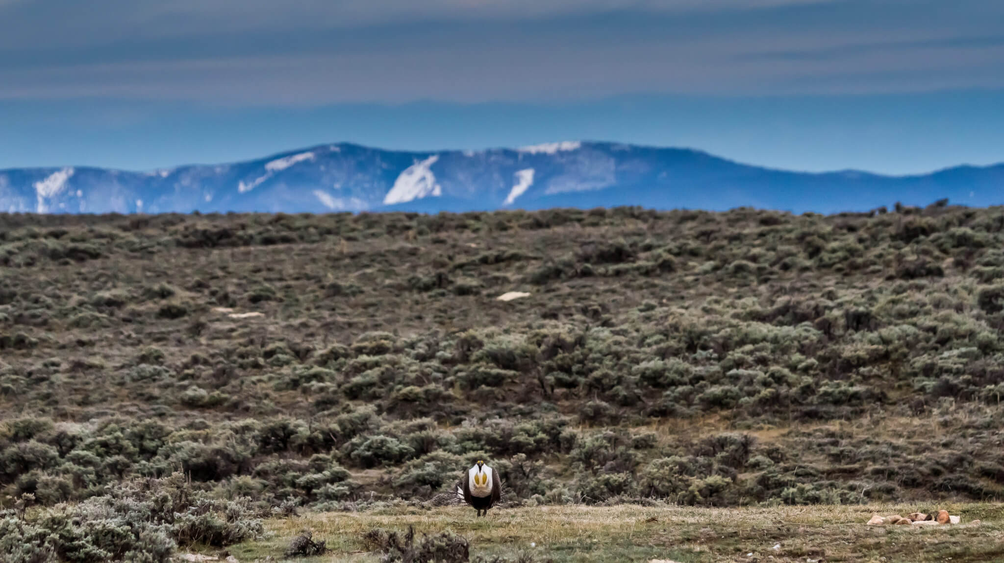 Protecting Montana’s Sagebrush Ecosystems – Wild Montana