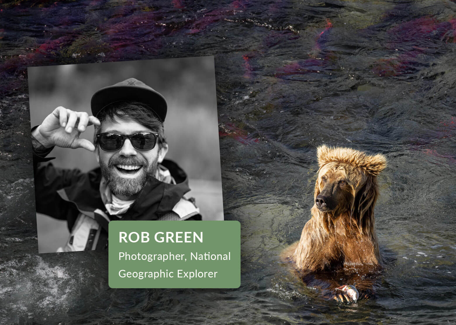 Connecting the Grizzly: A Discussion with National Geographic Photographer  Rob G. Green – Wild Montana