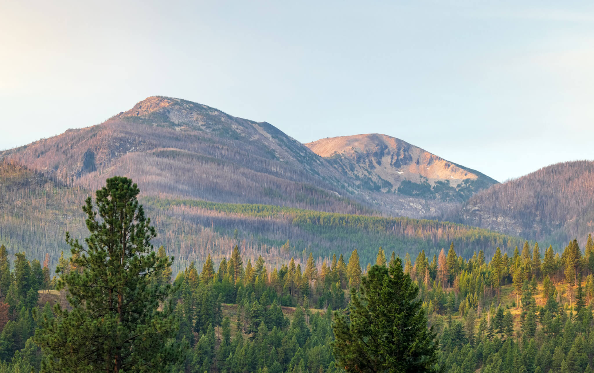 The Lolo National Forest Planning Process Is Underway – Wild Montana