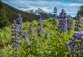 Summer bloom in the Spanish Peaks, part of the Lee Metcalf Wilderness (photo by Diana Proemm)