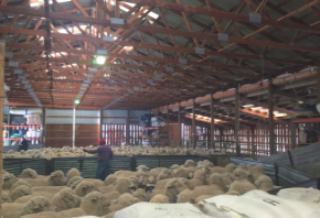 Hundreds of sheep await shearing in John Helle's barn (Alex Blackmer)