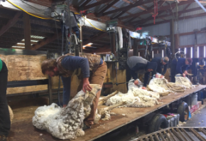 The shearers at work. A good shearer can shear a sheep in about two minutes. (Alex Blackmer)