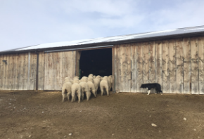 More ewes are herded into the barn to stay dry for the next day's shearing (Alex Blackmer)