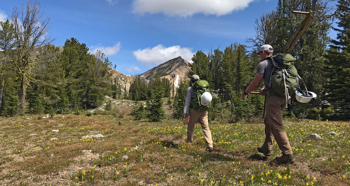 Two volunteers hiking through meadow with backpacks and pulaskis