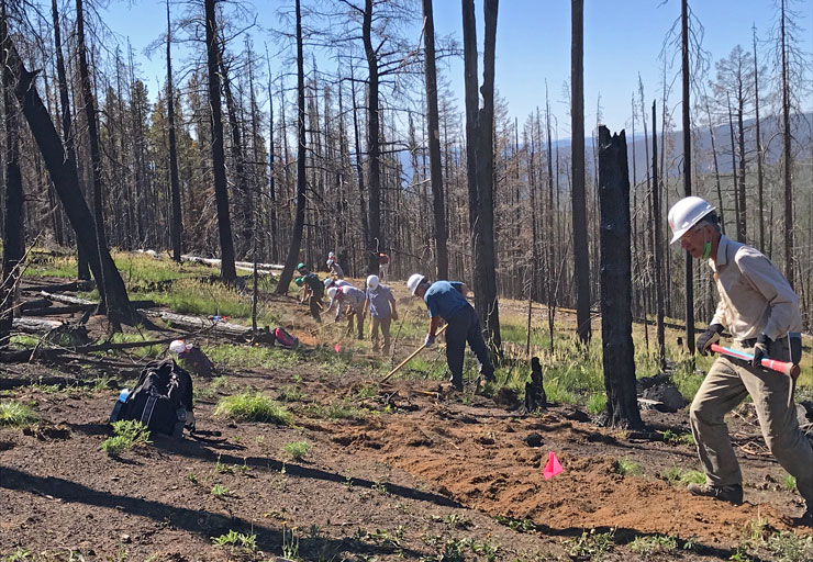 Volunteers creating retread on trail