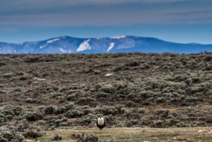Protecting Montana’s Sagebrush Ecosystems