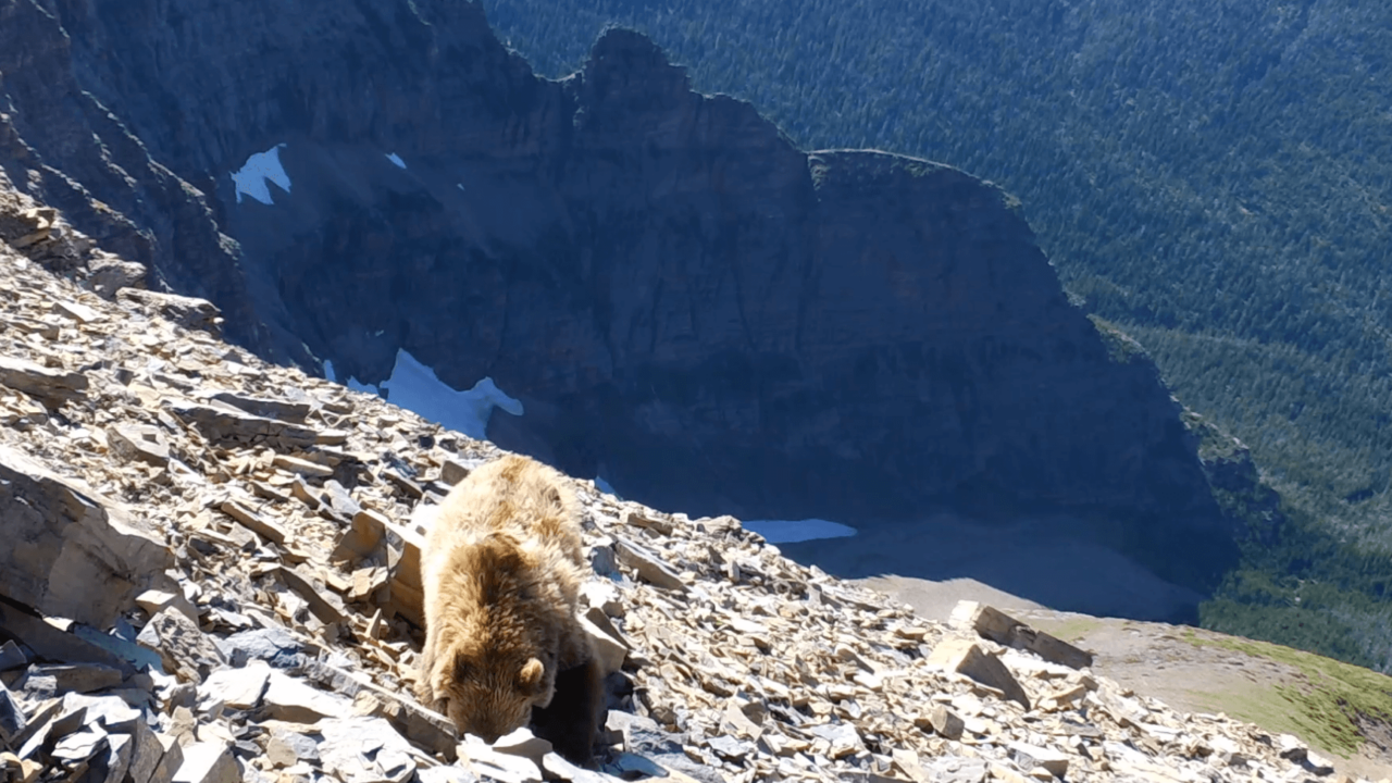 Like butter for bears': the grizzlies who dine on 40,000 moths a day, Wildlife