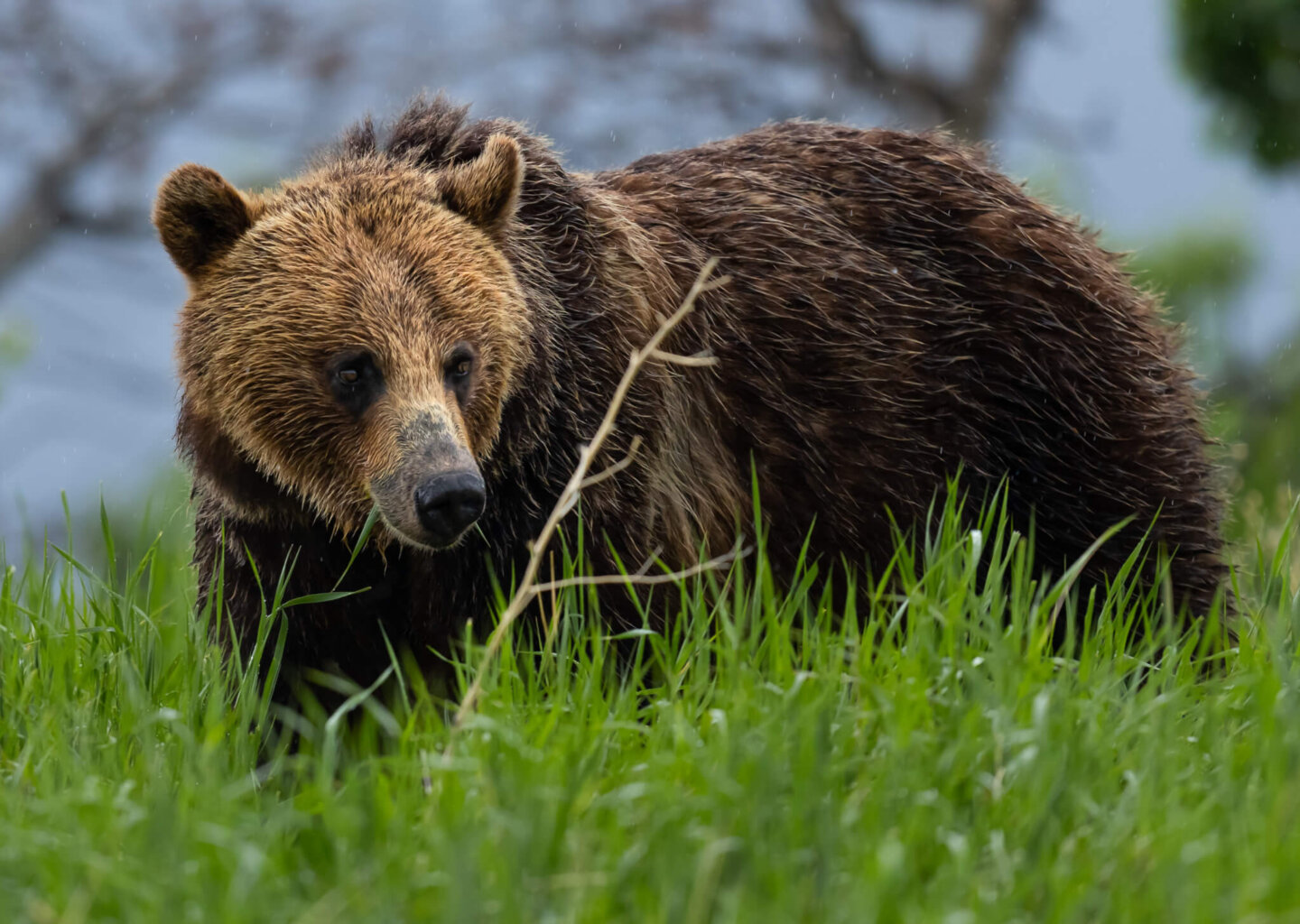 Nine Reasons to Love Wilderness – Wild Montana