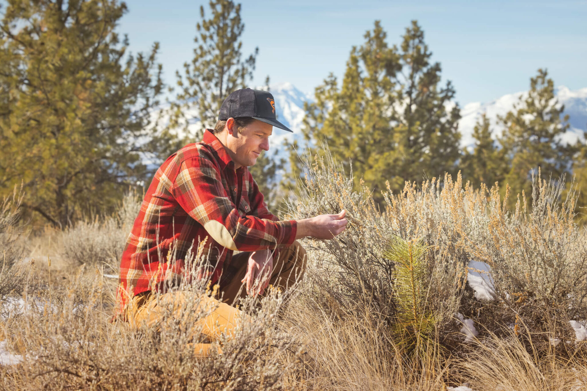 Protecting Montana’s Sagebrush Ecosystems – Wild Montana