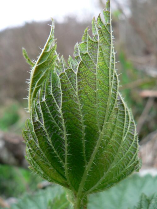 Stinging Nettle Plant — Honey's Harvest Farm